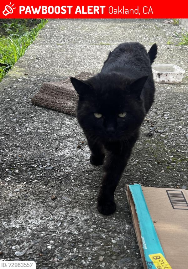 Lost Male Cat last seen 35th ave, Oakland, CA 94601