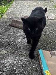 Lost Male Cat last seen 35th ave, Oakland, CA 94601