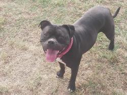 Reunited Female Dog last seen Near Lexington Wildlife Management area, Cleveland County, OK 73051