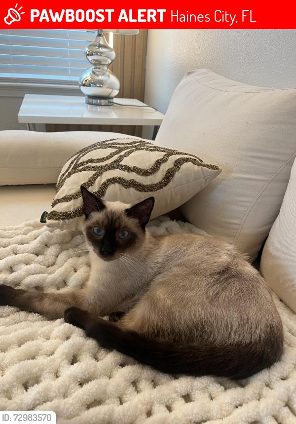 Lost Male Cat last seen Kenny Blvd, Haines City, FL 33844