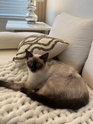 Lost Male Cat last seen Kenny Blvd, Haines City, FL 33844