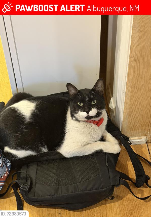 Lost Male Cat last seen Stage Coach Road, Albuquerque, NM 87123