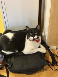 Lost Male Cat last seen Stage Coach Road, Albuquerque, NM 87123