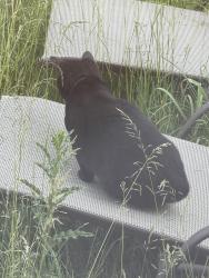Found/Stray Unknown Cat last seen Near capera drive in my backyard, Vaughan, ON L4H 3K3