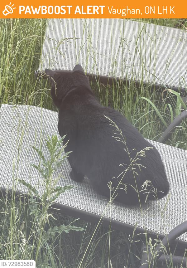 Found/Stray Unknown Cat last seen Near capera drive in my backyard, Vaughan, ON L4H 3K3