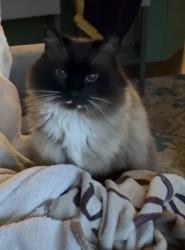 Lost Female Cat last seen Near evergreen street, Sherwood Park, AB T8A 1J7