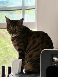 Reunited Male Cat last seen Hampton Dr. and Rose Ave., Los Angeles, CA 90291