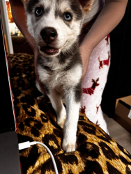Reunited Male Dog last seen Jaggers Park , Dallas, NC 28034