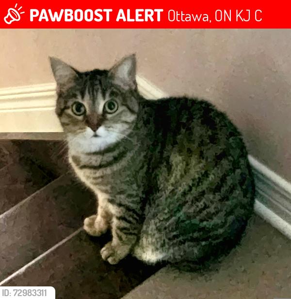 Lost Female Cat last seen Tripp Crescent and Larkin Drive , Ottawa, ON K2J 1C6