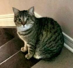 Lost Female Cat last seen Tripp Crescent and Larkin Drive , Ottawa, ON K2J 1C6
