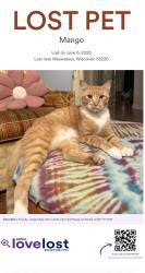 Lost Male Cat last seen Normandy apmts, Wauwatosa, WI 53226