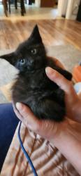 Found/Stray Male Cat last seen Airport , Jonesboro, AR 72401