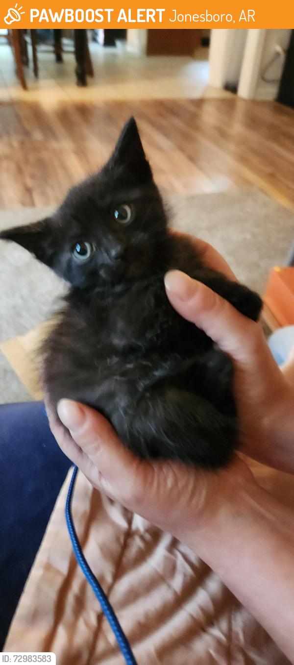 Found/Stray Male Cat last seen Airport , Jonesboro, AR 72401
