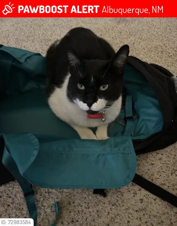 Lost Male Cat last seen Near Running Water Cir SE, Albuquerque NM 87123, Albuquerque, NM 87123