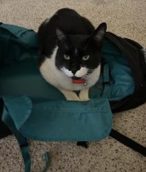 Lost Male Cat last seen Near Running Water Cir SE, Albuquerque NM 87123, Albuquerque, NM 87123