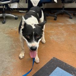 Shelter Stray Male Dog last seen , 2350 Appling City Cove, Memphis, TN 38133, USA