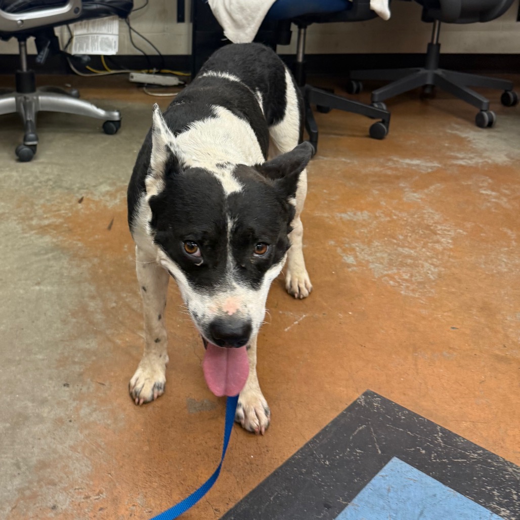 Shelter Stray Male Dog last seen , 2350 Appling City Cove, Memphis, TN 38133, USA