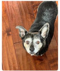 Lost Male Dog last seen Webster and orange, Perris, CA 92570