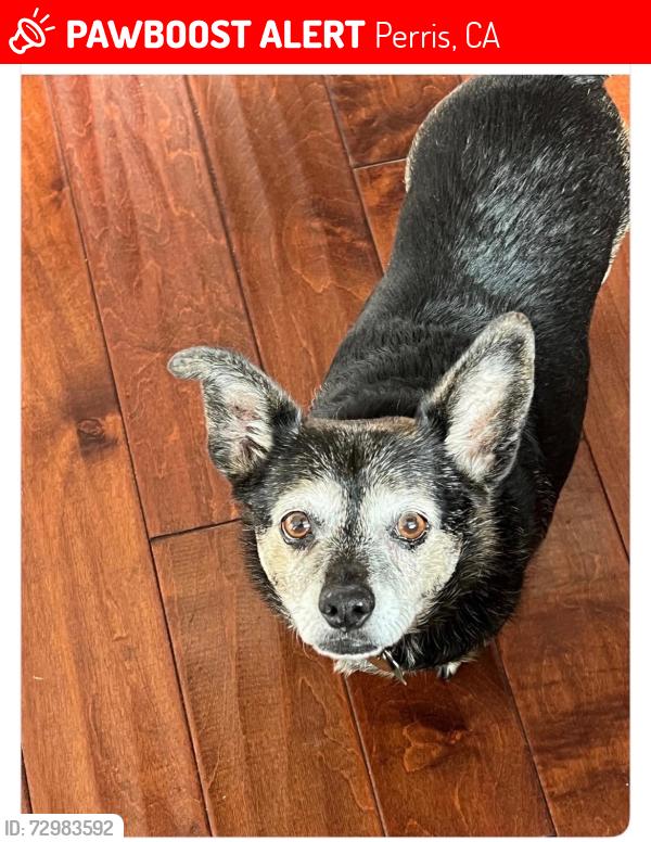 Lost Male Dog last seen Webster and orange, Perris, CA 92570