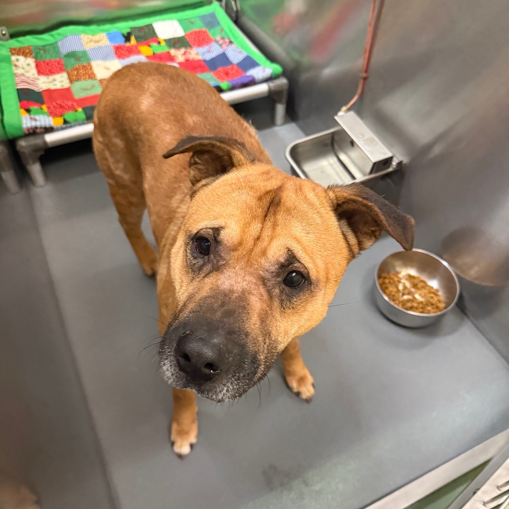 Shelter Stray Male Dog last seen , 2350 Appling City Cove, Memphis, TN 38133, USA