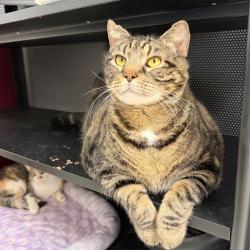 Shelter Stray Male Cat last seen , Philadelphia, PA 19140
