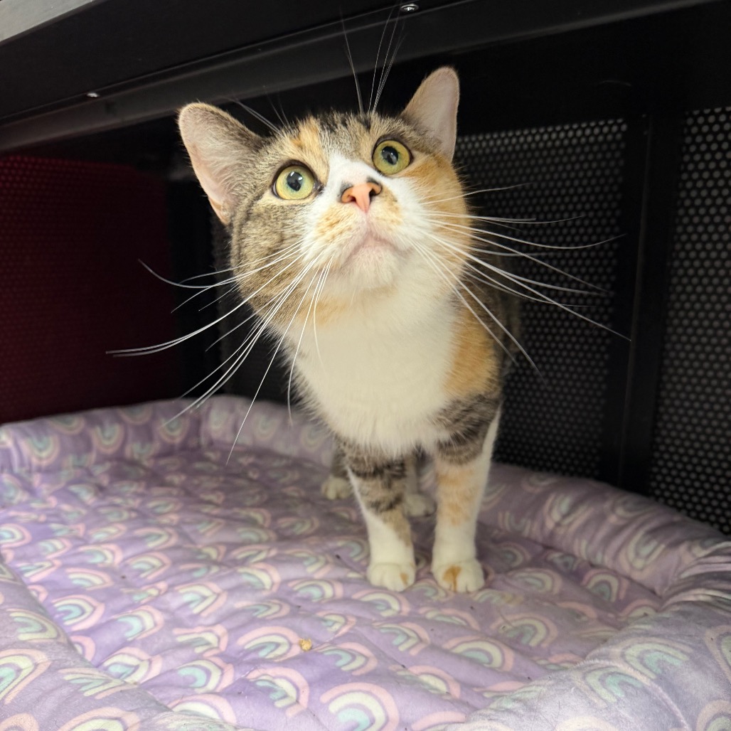 Shelter Stray Female Cat last seen , Animal Care & Control Team of Philly, 111 W Hunting Park Ave, Philadelphia, PA 19140, USA