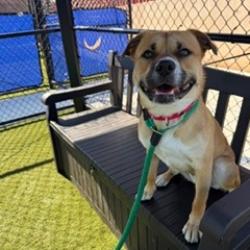 Shelter Stray Male Dog last seen , Philadelphia, PA 19140