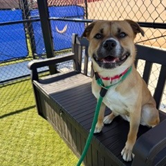 Shelter Stray Male Dog last seen , Animal Care & Control Team of Philly, 111 W Hunting Park Ave, Philadelphia, PA 19140, USA