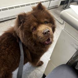 Shelter Stray Unknown Dog last seen , Philadelphia, PA 19140