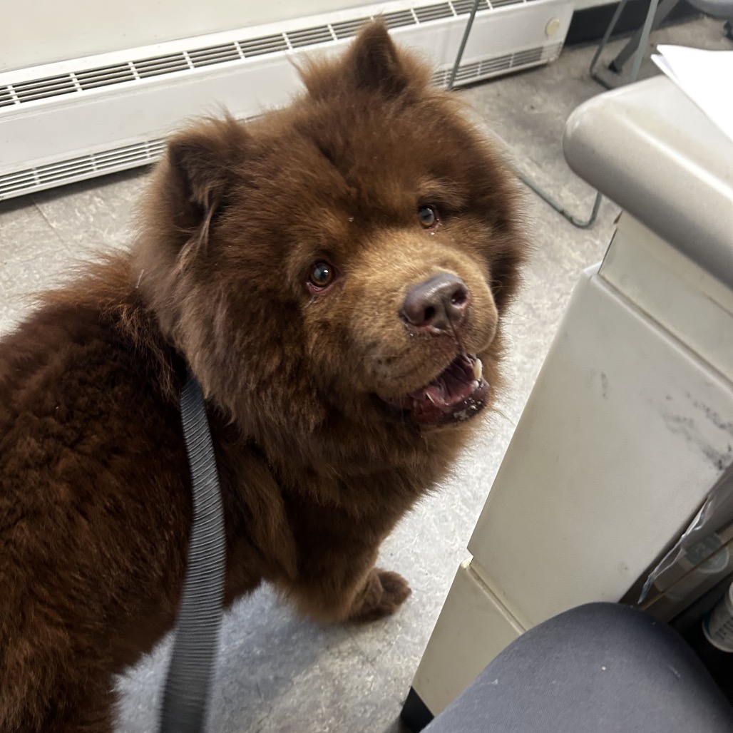 Shelter Stray Unknown Dog last seen , Philadelphia, PA 19140