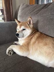 Reunited Female Dog last seen Near 16th St NW Canton, OH 44703, Canton, OH 44703