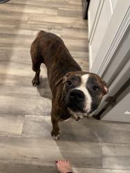 Lost Male Dog last seen Anna Gray Circle Easley SC, Easley, SC 29640