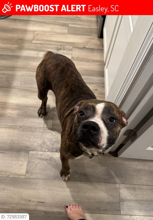 Lost Male Dog last seen Anna Gray Circle Easley SC, Easley, SC 29640