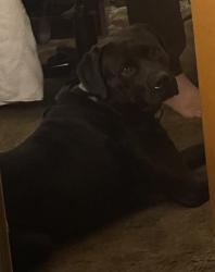 Lost Male Dog last seen Airways and homes rd, Memphis, TN 38132