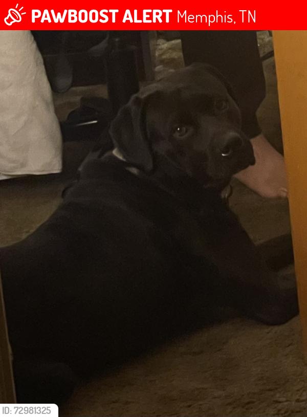 Lost Male Dog last seen Airways and homes rd, Memphis, TN 38132