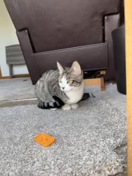 Lost Male Cat last seen Saffron Rose 78253, San Antonio, TX 78253
