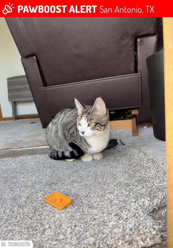 Lost Male Cat last seen Saffron Rose 78253, San Antonio, TX 78253