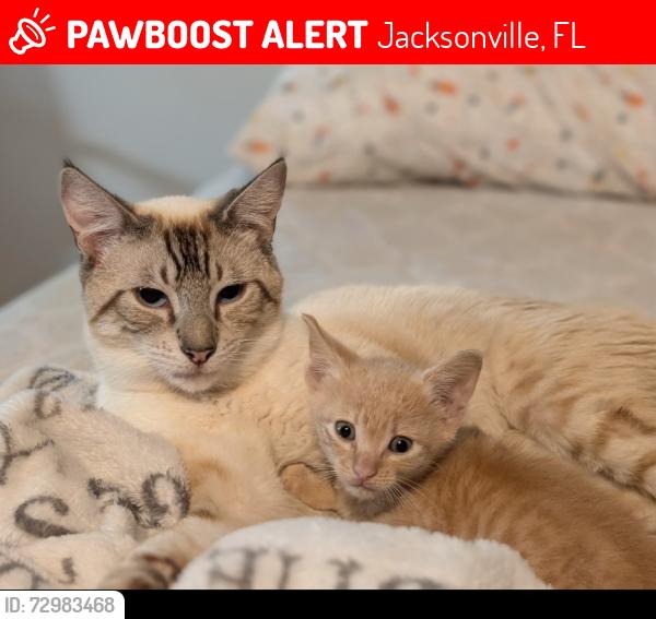 Lost Male Cat last seen Our home, Jacksonville, FL 32258