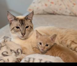 Lost Male Cat last seen Our home, Jacksonville, FL 32258