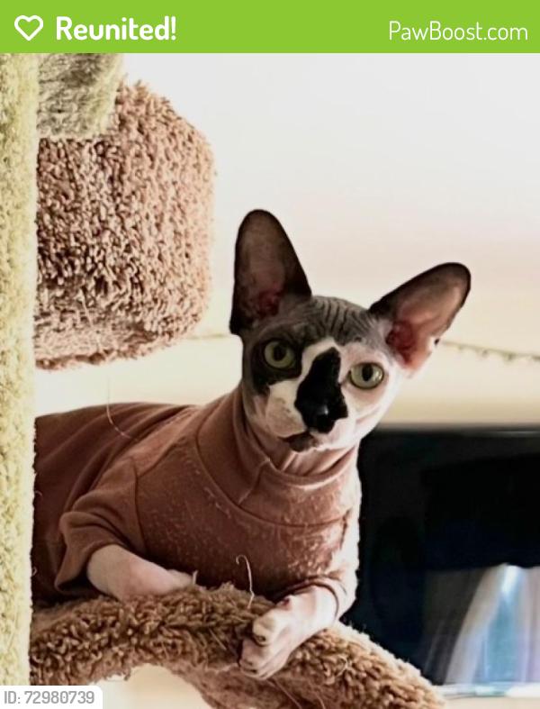 Reunited Male Cat last seen moline court, Green Valley, MD 21770