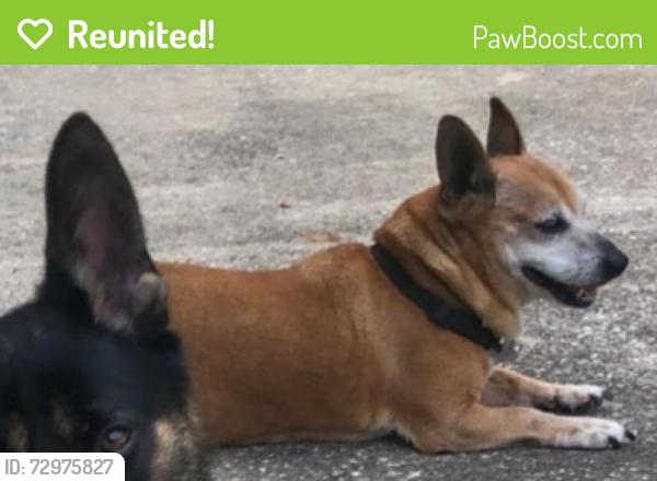Reunited Male Dog last seen Yard, Mount Dora, FL 32757