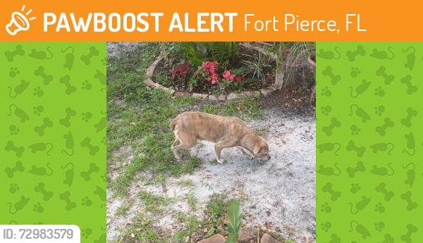 Found/Stray Female Dog last seen citrus and 10th, Fort Pierce, FL 34950