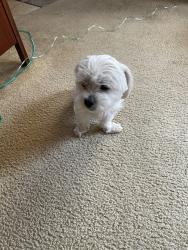 Reunited Male Dog last seen Tamarack, Carlsbad, CA 92008