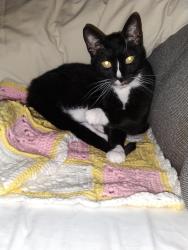 Lost Male Cat last seen Mason Road and Yates Road, Memphis, TN 38120