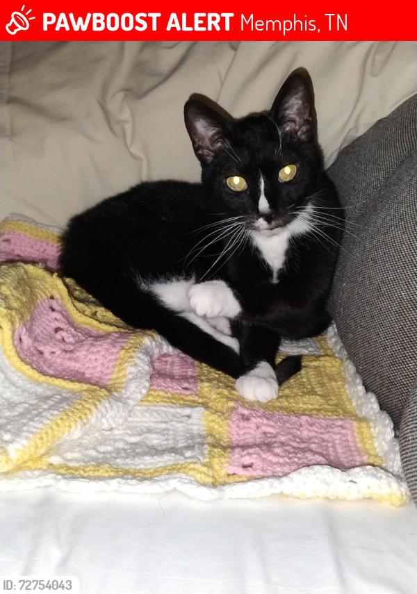 Lost Male Cat last seen Mason Road and Yates Road, Memphis, TN 38120