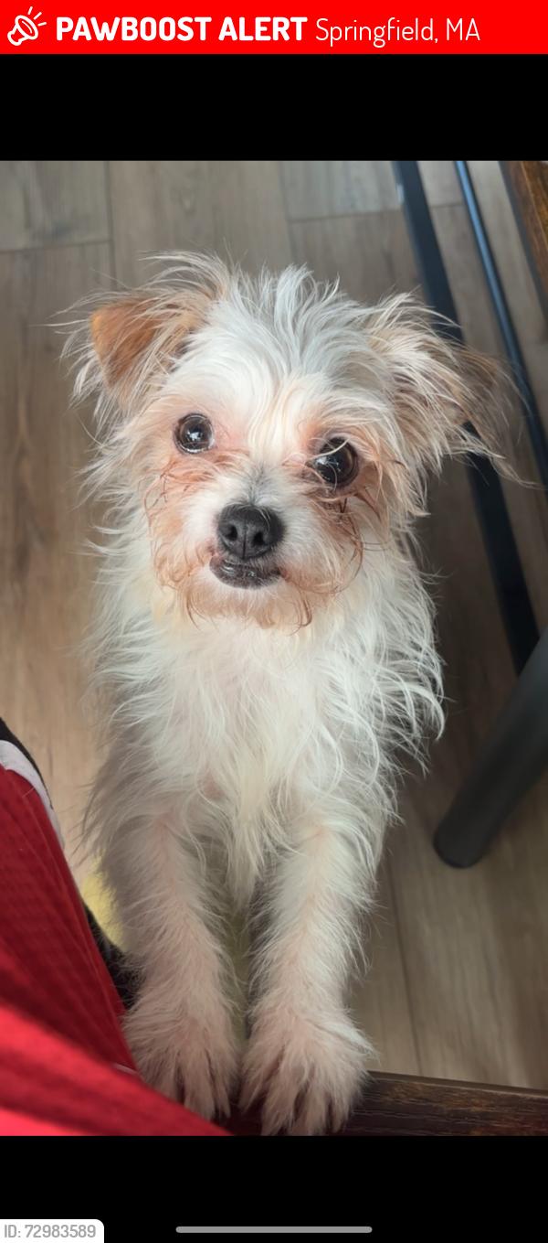 Lost Female Dog last seen Medinas,family dollar Jefferson park , Springfield, MA 01107