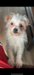 Lost Female Dog last seen Medinas,family dollar Jefferson park , Springfield, MA 01107