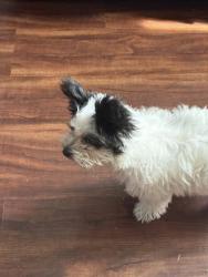 Found/Stray Unknown Dog last seen Pathfinder & Gallio ROWLAND HEIGHTS CA , Rowland Heights, CA 91748