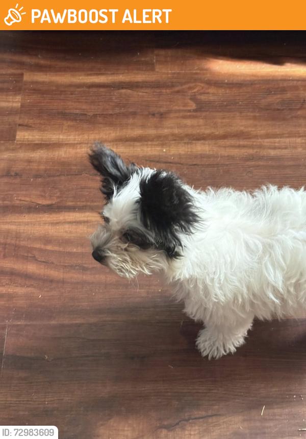Found/Stray Unknown Dog last seen Pathfinder & Gallio ROWLAND HEIGHTS CA , Rowland Heights, CA 91748