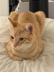 Lost Male Cat last seen Tustin and Collins, Orange, CA 92867